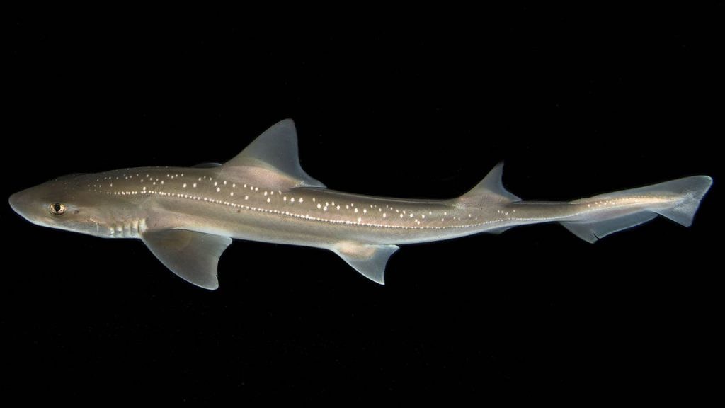 紐西蘭星鯊(Mustelus lenticulatus)身長70至150公分,廣泛分布於紐西蘭水域。圖片來源:Paul Caiger/University of Auckland