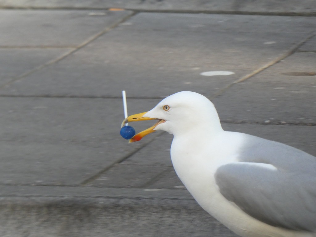 一隻銀鷗(European herring gull)正叼著藍色棒棒糖。圖片來源:Alf M/ Gulls Eating Stuff