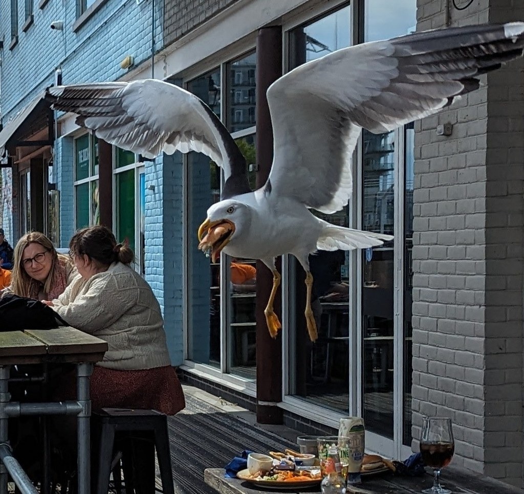 一隻銀鷗從人類餐桌上叼走一個起司漢堡。圖片來源:Colin G/ Gulls Eating Stuff
