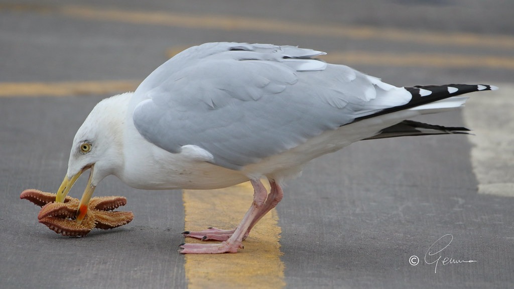 另隻銀鷗在街上啃咬起海星。圖片來源:Gemma K/ Gulls Eating Stuff