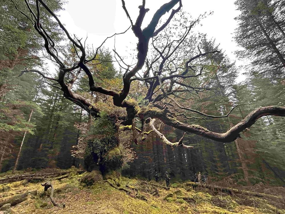壯麗的史基平尼許橡樹樹齡400年，樹上生長著多種地衣，其中包括稀有的黑果球孢球粉衣(Bunodophoron melanocarpum)，這種植物在蘇格蘭以西相當罕見。圖片來源：Jillian Donnachie／European Tree of the Year