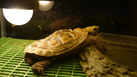 幻多奇另類博物館內灣店 業者遭檢舉不當飼養致「龜殼變形」