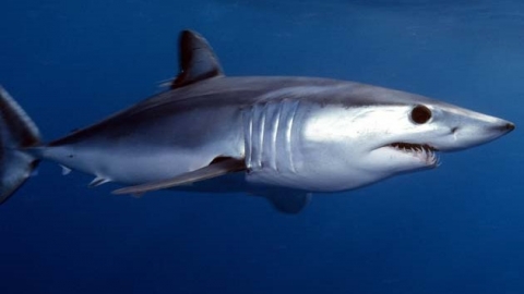 與藍鯨同列瀕危 世界上游最快的鯊魚也敵不過捕撈壓力