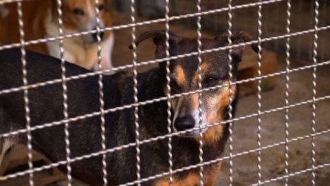 「您領我養」APA認養犬隻新走向