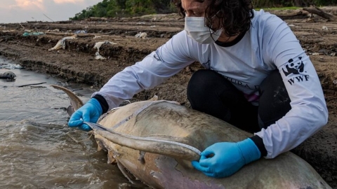 巴西亞馬遜流域百年大旱：百隻河豚暴斃 影響恐延續至2026年