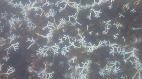 海溫30℃ 台灣附近海域珊瑚白化最高「二級警示」 可能導致珊瑚大量死亡