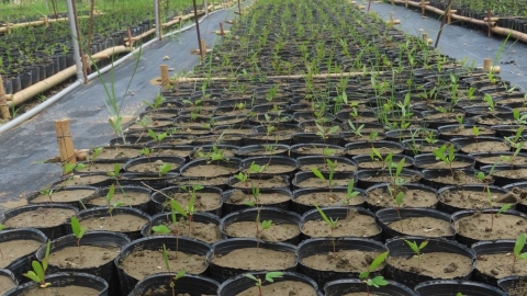 造林減塑挑戰：塑膠容器苗改革勢在必行 技術瓶頸待突破