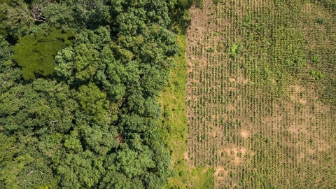 熱帶雨林變得更熱更乾燥 研究證實：大規模毀林破壞水循環
