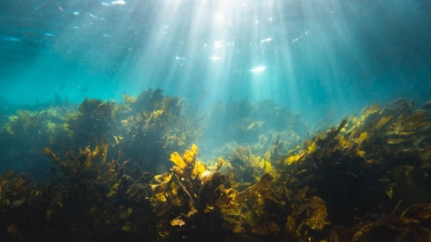 人選之人新塑命：生物可分解塑膠新未來在海藻？