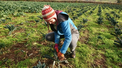農地上「人棄我取」 收割「沒價值」作物——Gleaning