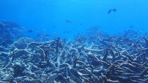聯合國生物多樣性峰會 五大重點一次看