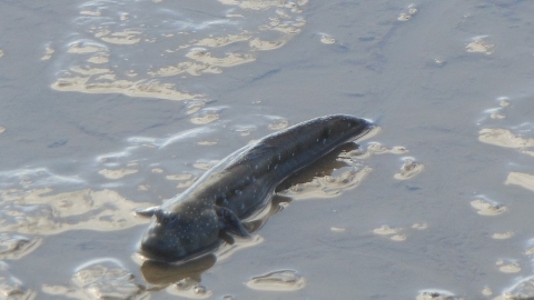  佐賀鄉土美味恐成絕響 IUCN將九州大彈塗魚列為「易危」