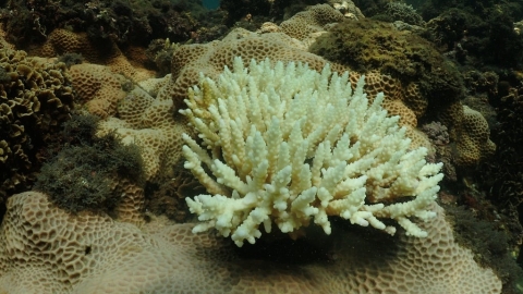 海洋熱浪更頻繁 科學家警告：後果有如野火燎原