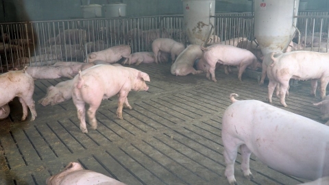 養豬場不臭了！ 台糖東海豐帶動畜產轉型 資源循環再生