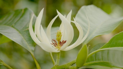 「植物學沙龍」談雞蛋花講高麗菜——那些隨外來政權進入台灣的植物們