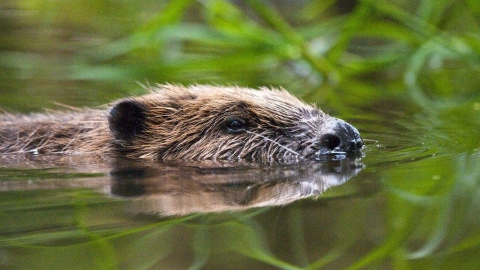 重返英國有望 河狸不只會築壩治水 還能抗污染、救動物