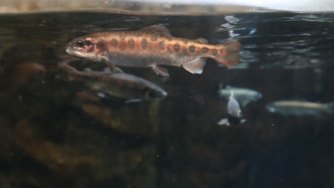 破碎的母親河與返鄉困難的鮭魚們