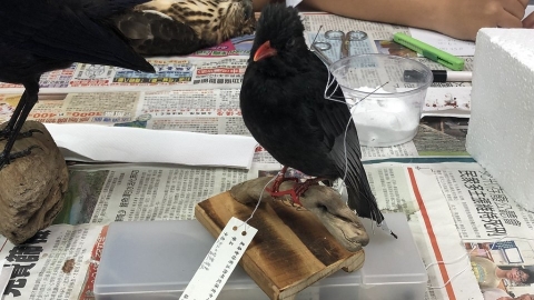 學校不開就自費學！ 鳥類標本研習班年年爆滿 為台灣鳥類研究留證據