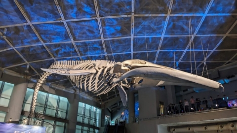 海生館展出長濱藍鯨完整標本 骨骼繩索勒痕喚起保育省思