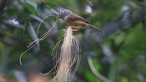 鳥友集合！ 比鳥調更進一步 台灣鳥類地圖繪製中