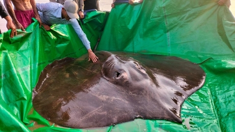 湄公河漁民捕獲世界最大淡水魚 全長近4公尺 通報科學家加裝追蹤器後放回