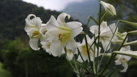 尋訪福爾摩沙變化萬千的天使號角：台灣百合