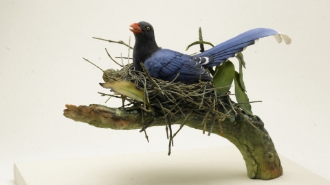 陶瓷新思維 用台灣藍鵲呼籲環境保育