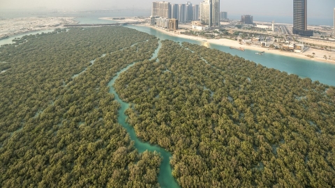 對抗氣候變遷最前線 阿聯的1億棵紅樹林復育計畫