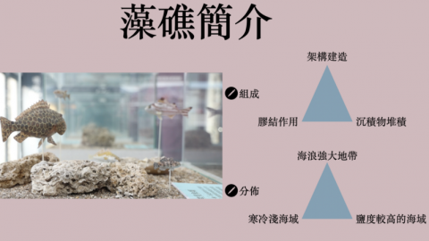 永興社區對抗風車 齊心守護觀新藻礁