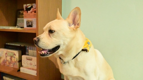  攜旺用導盲犬訓練模式 幫浪犬找到歸宿