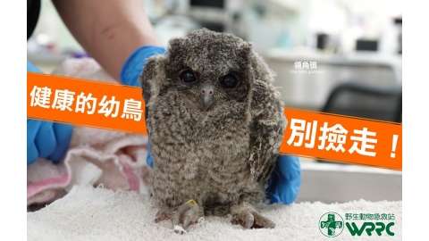 野生動物救傷案未因疫情減少 車禍依舊占大宗