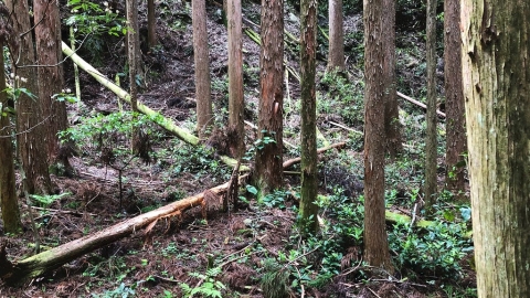 水泥台灣與木質日本：在林業禁伐30年後，想像另一種可能