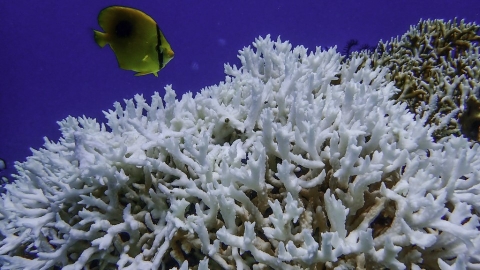 全球海洋陷低氧危機 台灣東沙環礁、太平島海域呈中重度缺氧