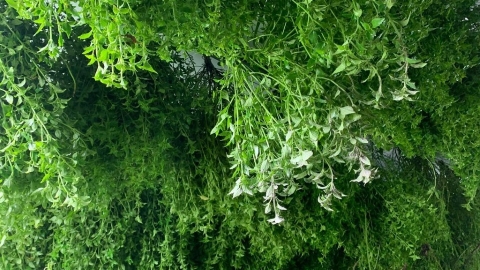 犬香薷節飄「台灣香」 原生植物連結香氛產業、凝聚愛護土地力量