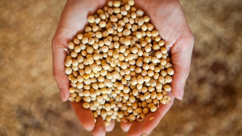 誰在種豆毀林？ 環團首創大豆貿易商評分表 確保森林零砍伐