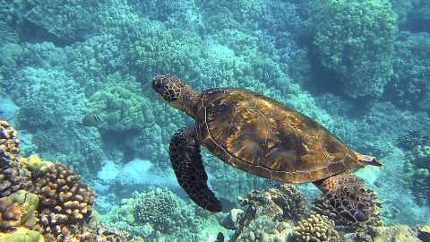 氣候變遷衝擊夏威夷 環保組織決定替珊瑚礁買保險