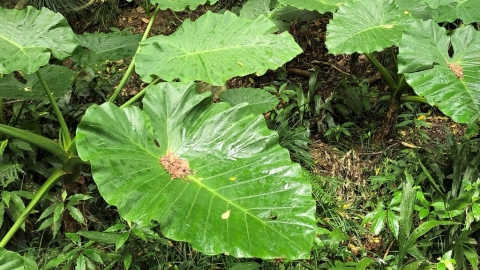 別再錯吃姑婆芋 野外鑑定指南沒告訴你的事：植物分類與保育的關係