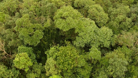 超過1000週的種子雨收集 解密氣候變遷下的福山森林