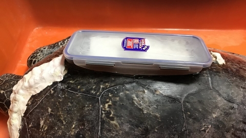 救一隻海龜要多少錢？ 救援難預料醫藥費也有低消
