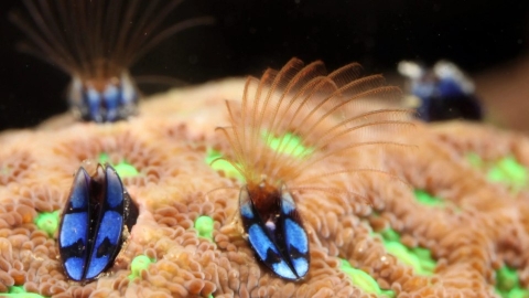  從海產店到鯨魚身上都有：揭開「藤壺」的神秘生態