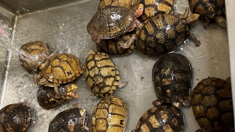 全球烏龜貿易規模龐大 過半龜種面臨生存危機