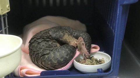 穿山甲保育模範生 躲過走私仍難逃浪犬威脅 十年救傷趨勢透玄機