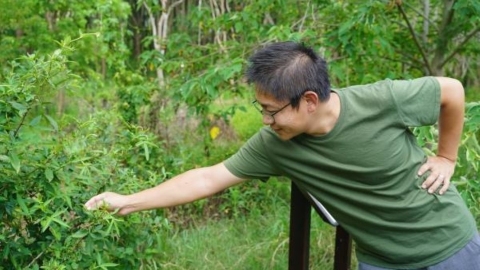 在城市種植雜草 重拾生態多樣性