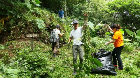 美商科磊大戰小花蔓澤蘭 清除300公斤強勢外來種