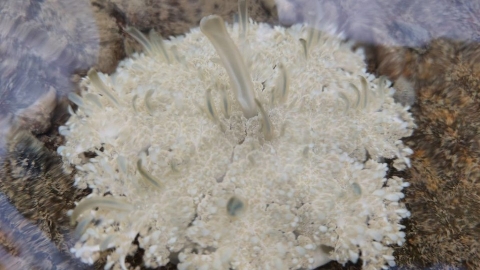 台南扇形鹽田生態監測週年 仙后水母「倒立」朵朵開花