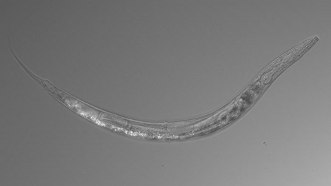 科學家發現具有三類性別的線蟲 砷耐受性極高
