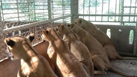  黑幫、網紅養獅子當寵物炫耀 助長泰國成繁殖買賣轉運站