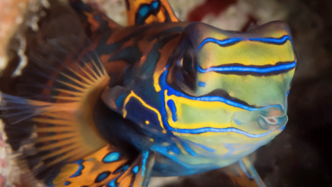 保育也看外表？ 新研究：「顏值」較低的魚種 滅絕風險較高