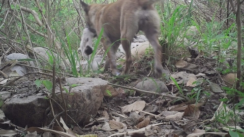 野生動物救傷原因前五名：遊蕩犬貓攻擊 野保團體倡禁餵浪浪