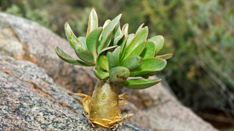  「多肉植物熱潮」助長非洲南部非法盜採